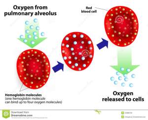 hemoglobin-respiratory-molecules-one-molecule-can-bind-up-to-four-oxygen-molecules-34888190