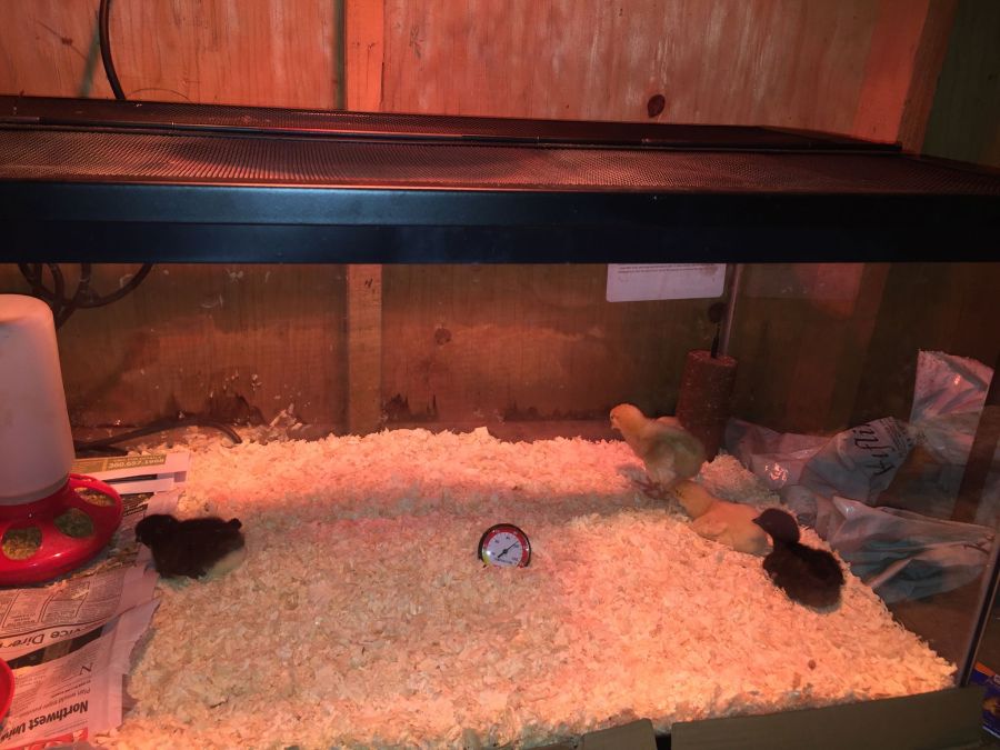 13086632_10153616004177616_2292435789660856514_o